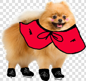 Transparent Pomeranian Png   Transparent Pomeranian  Png Download