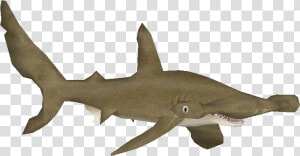 Smoothhammerheadfauna   Smooth Hammerhead Shark Png  Transparent Png