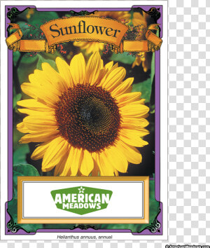 Sunflowers Png High Re   Packet Of Seeds  Transparent Png
