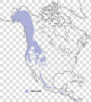 Bonaparte  39 s Gull Range  HD Png Download