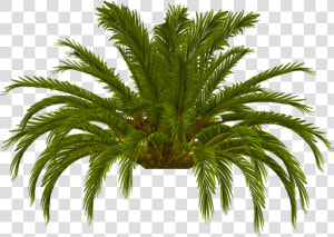 Palm Tree Top Photo Tru Palm Tree Top   Date Palm  HD Png Download