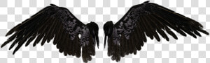 Crow Wings Png   Black Angel Wings Png  Transparent Png