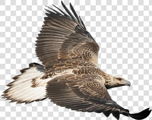 Eaglecam Logo   White Bellied Sea Eagle Png  Transparent Png