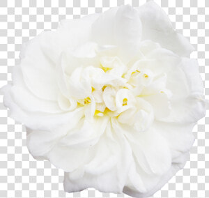 White Flower Peony   Japanese Camellia  HD Png Download
