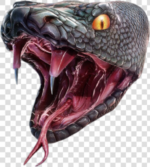 Snake Head Png   Anaconda Png  Transparent Png