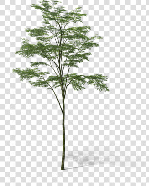 Arbol Sin Fondo Photoshop  HD Png Download