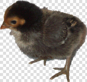 Flightless Bird  HD Png Download