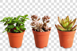 Flowerpot  HD Png Download