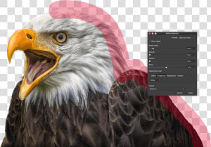 Bald Eagle   Affinity Photo  HD Png Download