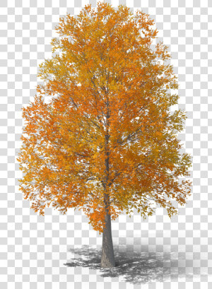 Grove  HD Png Download