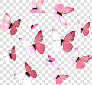  pink  butterflies   Red Pink Blue Purple  HD Png Download
