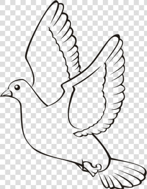 Transparent Bird Outline Png   Tortola Para Colorear  Png Download