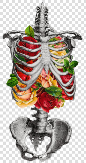 Transparent Inner Beauty   Skeleton Chest With Flowers  HD Png Download