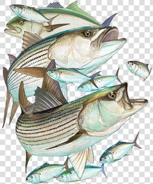Striper Bass  HD Png Download
