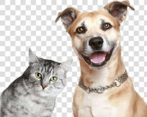 Purina Cat And Dog  HD Png Download