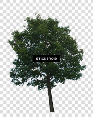 Trees Png No Background   Png Download   Tree With Transparency  Transparent Png
