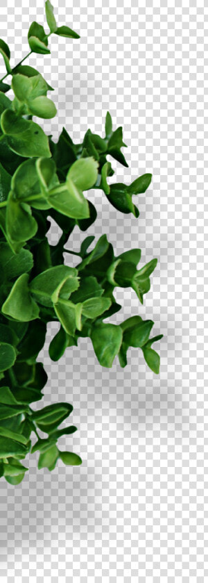 Houseplant  HD Png Download
