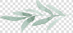 Eucalyptus Leaves Png  Transparent Png