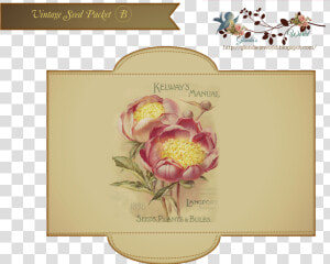 Protea  HD Png Download