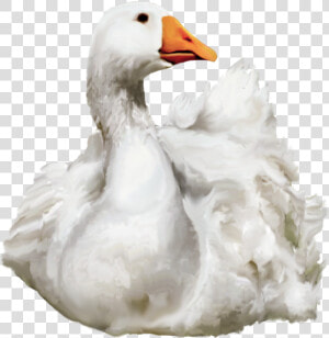 Duck Png Transparent Image   Swimming Duck Png  Png Download