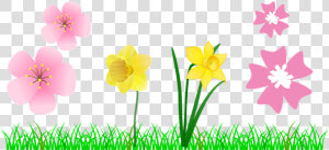 Narcissus  HD Png Download