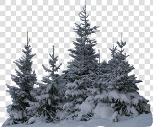 Transparent Winter Snow Png   Transparent Snow Tree Png  Png Download