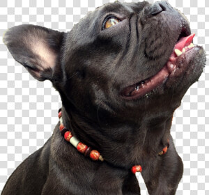 Companion Dog  HD Png Download