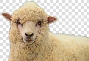 Sheep Png Image   Sheep  Transparent Png