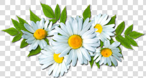 Camomile Png Picture   Camomile Png  Transparent Png