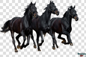 Transparent Horse Png   Horse Hd Wallpapers 1080p  Png Download