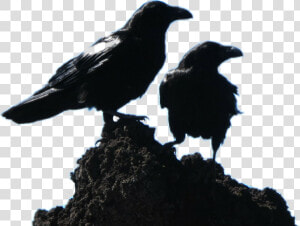 2 Black Crows  HD Png Download