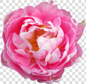 Rose Flower Pink Png   Transparent Pink Flowers Png  Png Download