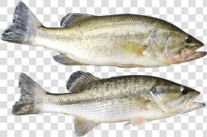 Summer Spots Pic3   Bass  HD Png Download