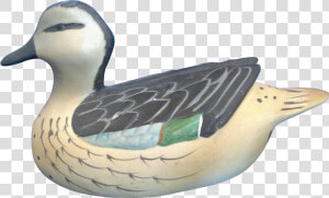 Blue Winged Teal  HD Png Download