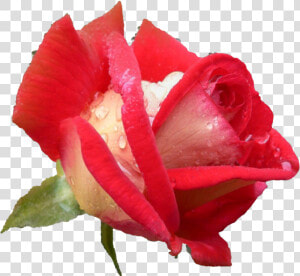 Rose Hd Pics Flowers  HD Png Download