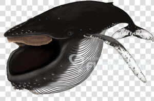 Baleen Whales Png  Transparent Png