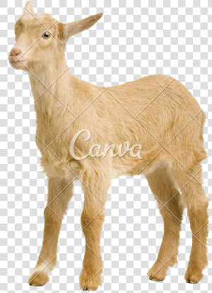 Baby Goats Pictures   Goat  HD Png Download