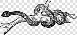 Animal Reptile Snake Free Picture   Black And White Snake Clipart  HD Png Download