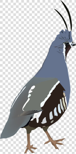 Mountain Quail Sticker Clipart   Png Download  Transparent Png