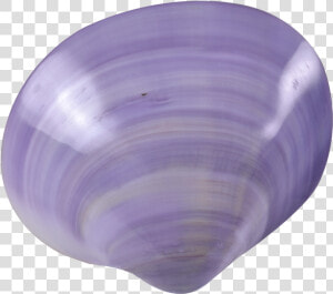 Transparent Purple Seashell Png   Purple Seashell Transparent  Png Download