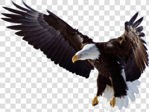 Eagle Wings Logo Png   Bald Eagle  Transparent Png
