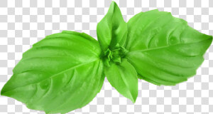 Clip Art Cartoon Mint Leaf   Cartoon Mint Leaves  HD Png Download