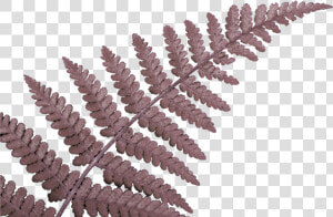 Fern Leaf   Das Neuseeland Work  amp  Travel Tagebuch  o   HD Png Download