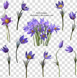 Spring Flower Transparent Background   Transparent Background Vintage Purple Flower Png  Png Download