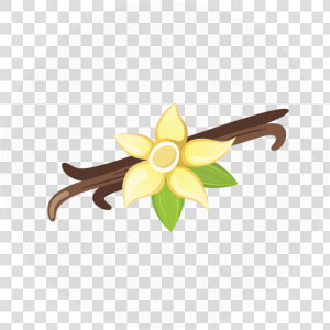 Narcissus  HD Png Download