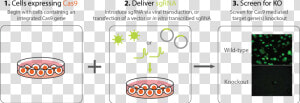 Stable Cell Line  HD Png Download