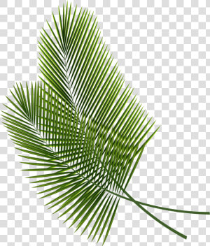 Collection Of Free Branches Drawing Palm Tree Download   Palm Fronds Transparent Background  HD Png Download