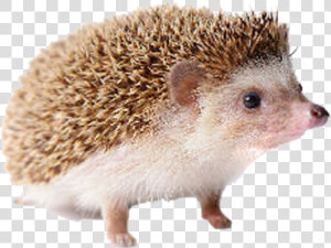 Hedgehog Free Png Image   Hedgehog Png  Transparent Png