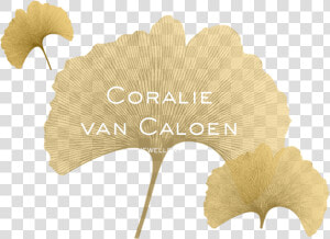 Transparent Deciduous Tree Png   Maidenhair Tree  Png Download