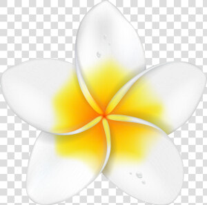 Hibiscus Clipart Flower Bali  HD Png Download